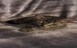 Domestic Shorthair cats for sale: 3 female kittens  - Image 5