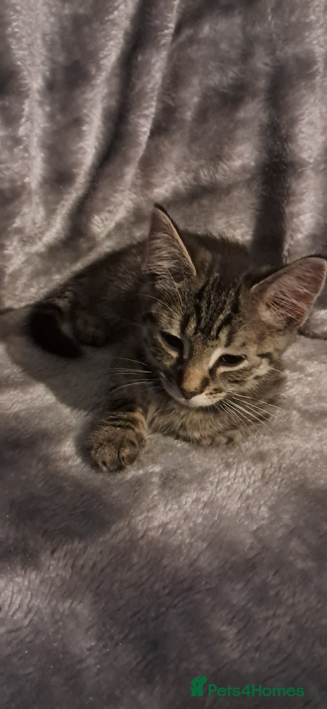 Domestic Shorthair cats for sale: 3 female kittens  - Image 5