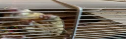 Sugar Glider rodents for sale: 3 sugar gliders in Huntingdon - Advert 5