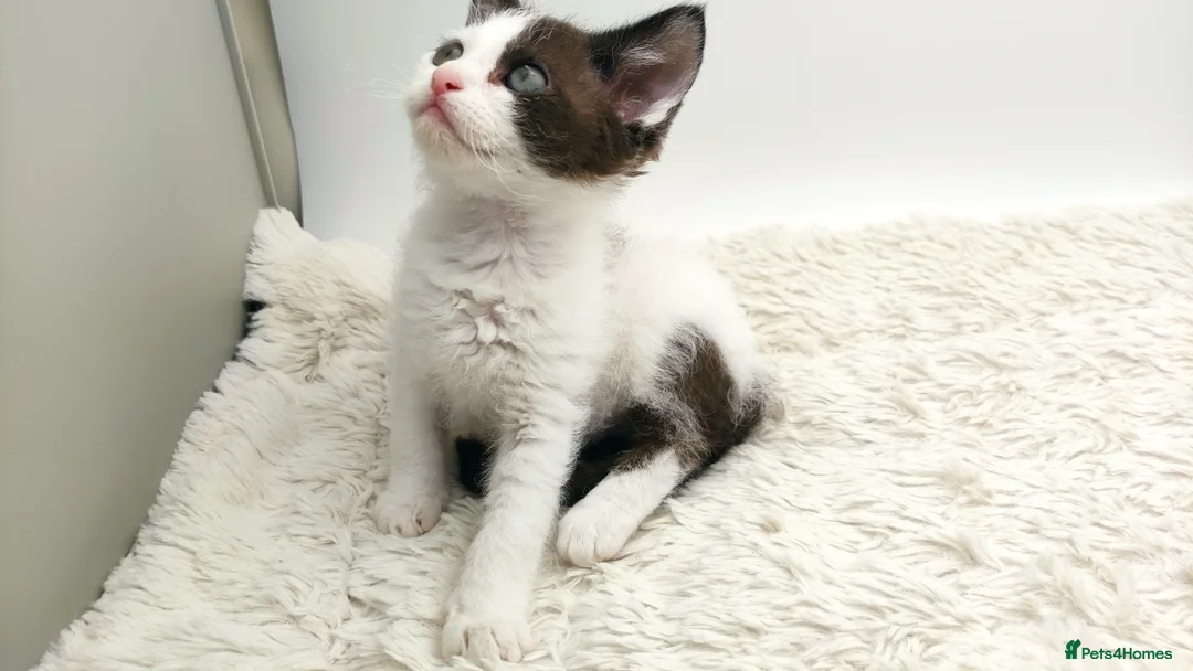 LaPerm cats for sale: Curly LaPerm kittens GCCF reg  - Advert 4