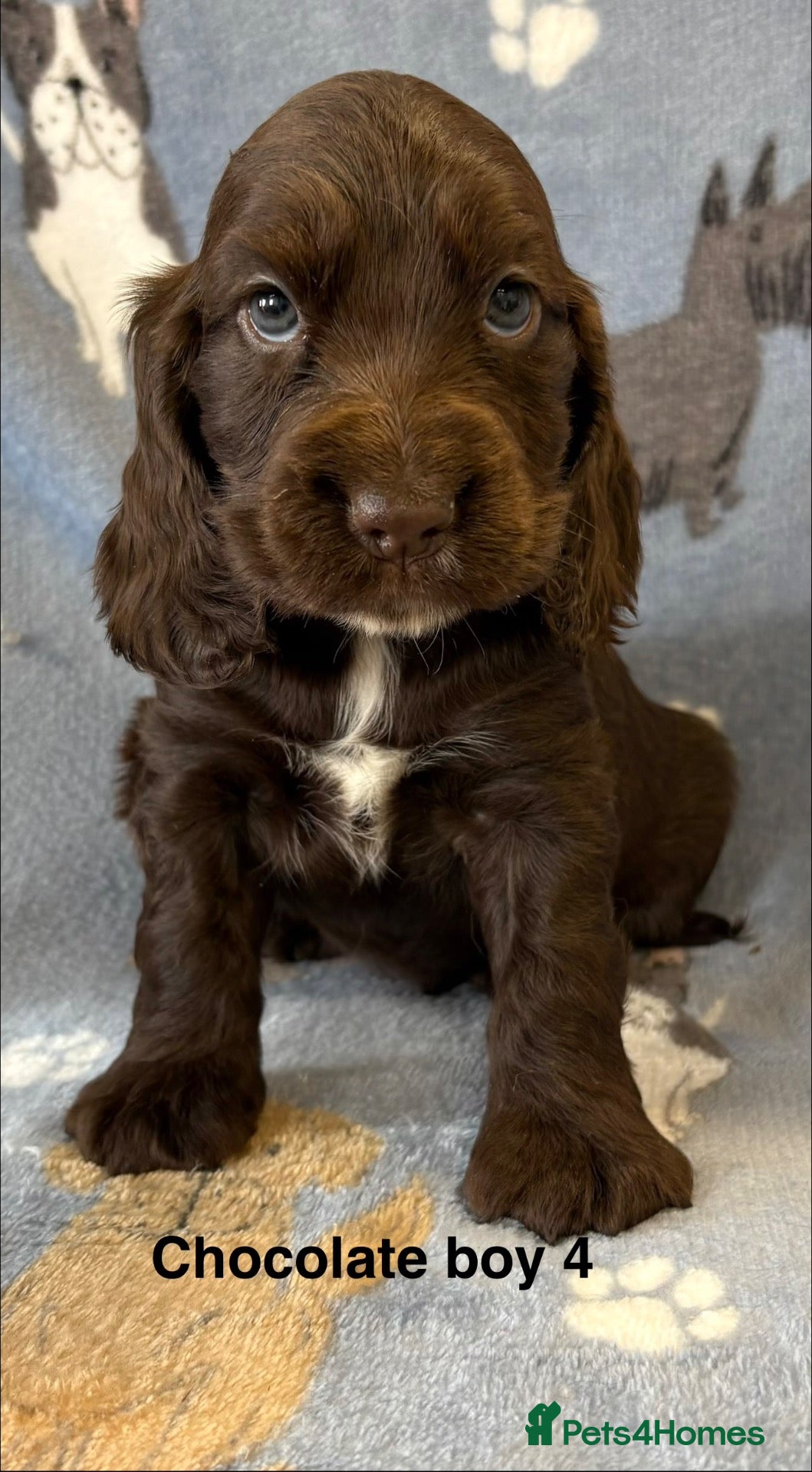 Cocker Spaniel dogs Stunning cocker spaniel puppies  - Advert 1