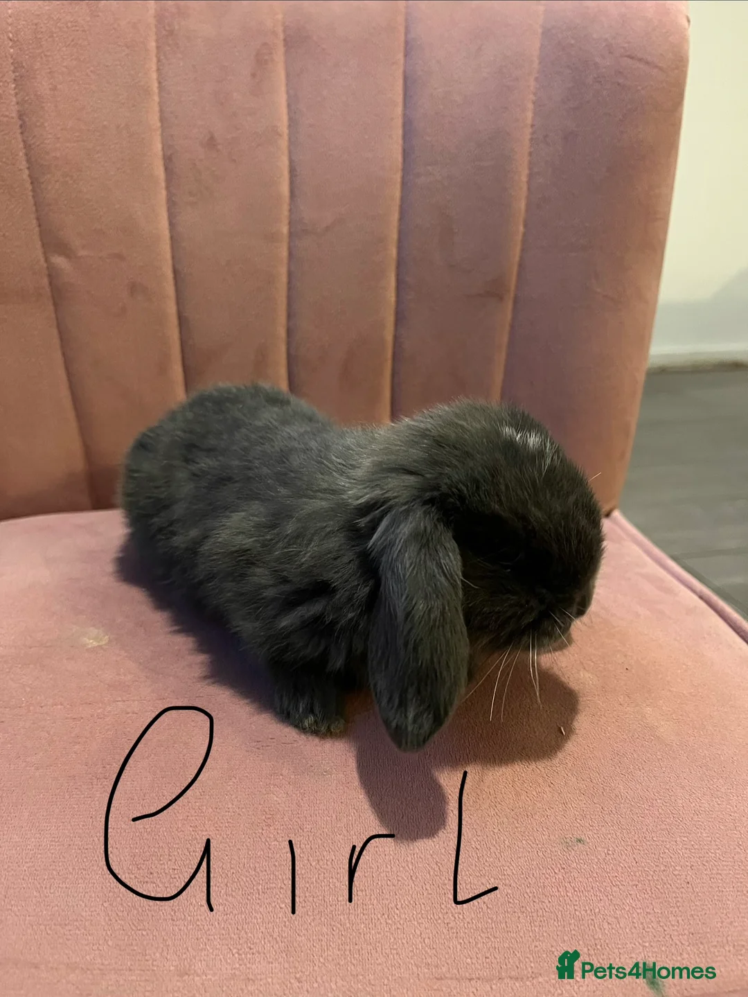 Mini Lop rabbits for sale: Mini lop - Advert 7