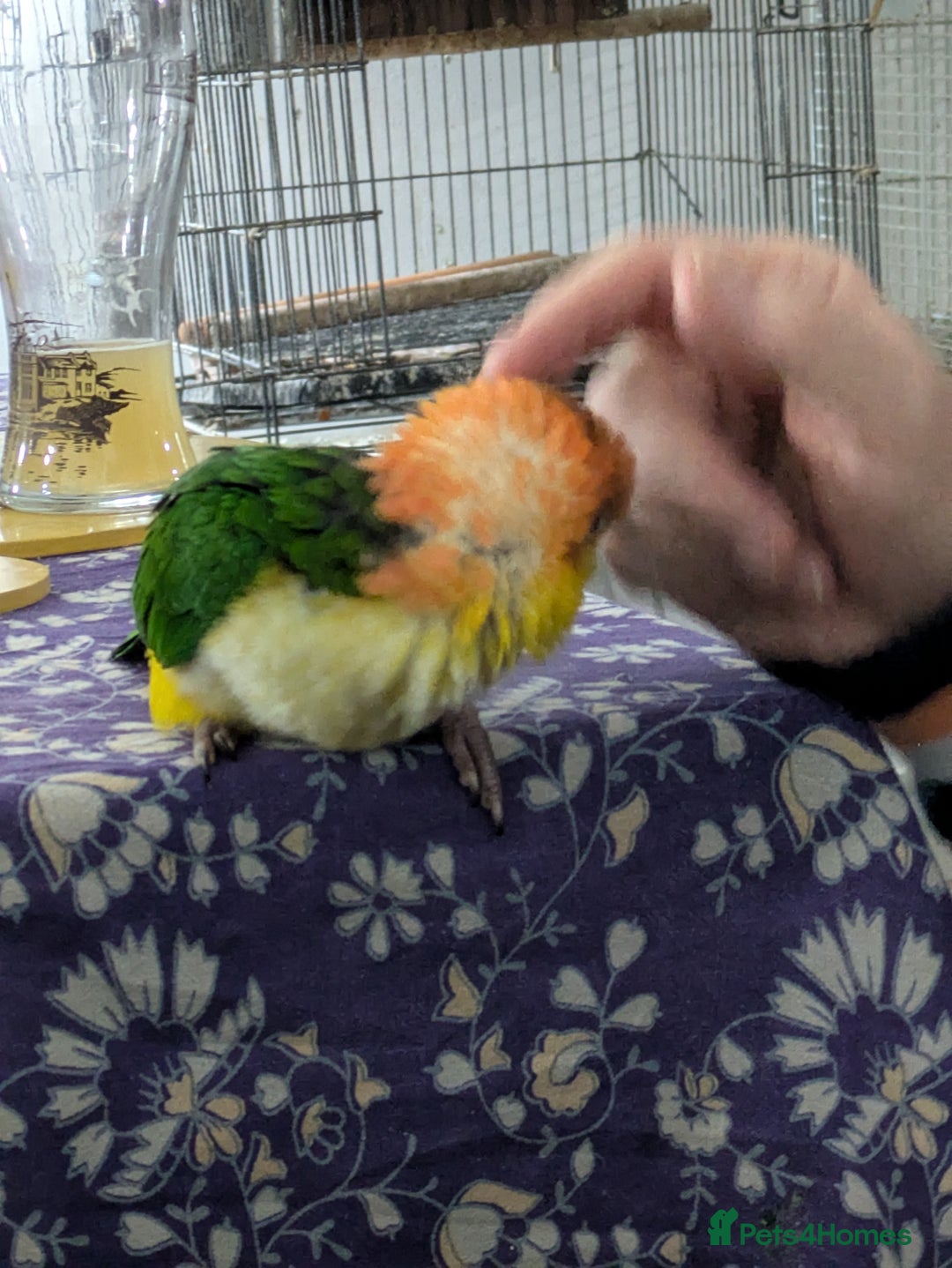 Parrots birds for sale: Yellow headed caiques baby girl very friendly - Advert 2