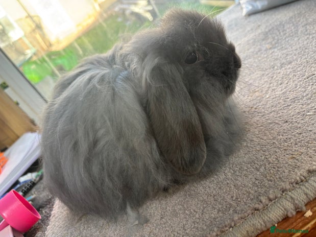 Cashmere Rabits Cashmere Lop Rabbits Breed - Information, Temperament, Size & Price ...