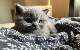 British Shorthair cats for sale: Kind Souls Fluffy Coats British Shorthair Kittens - Image 1