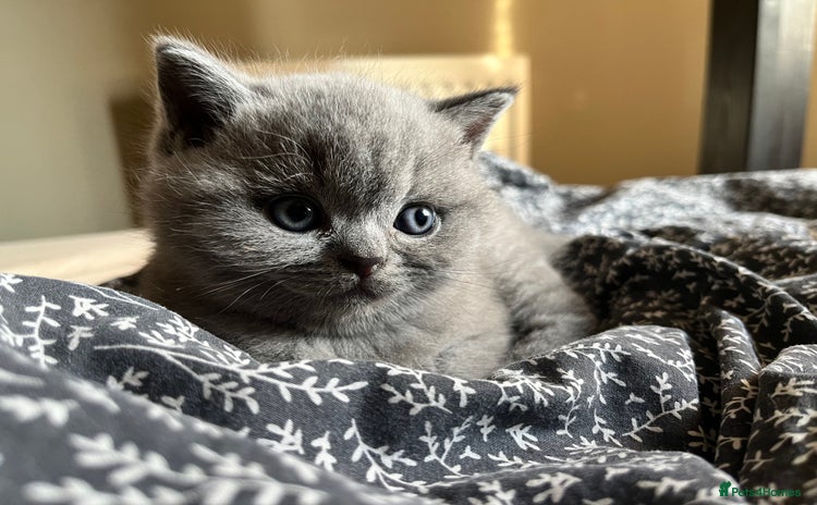 British Shorthair cats - Advert 2