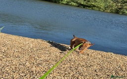 Miniature Bull terrier dogs for sale: Minuter English bull terrier  - Image 2