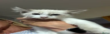 Ragdoll 1