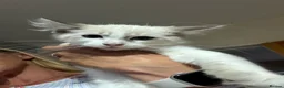 Ragdoll cats for sale: 2 Tabby Ragdoll Boys Reduced - Advert 4