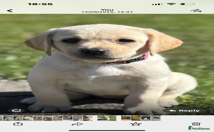 Labrador Retriever dogs - Advert 2
