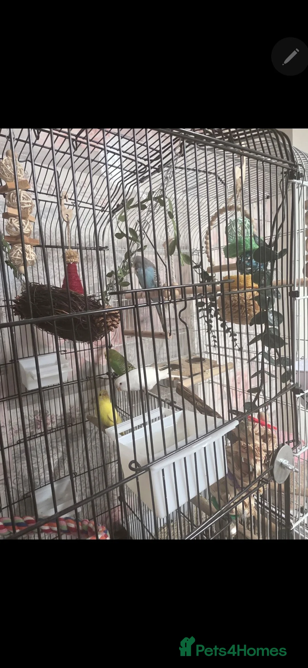 Budgerigars birds for sale: 3 mixed budgies  in Birkenhead - Advert 2