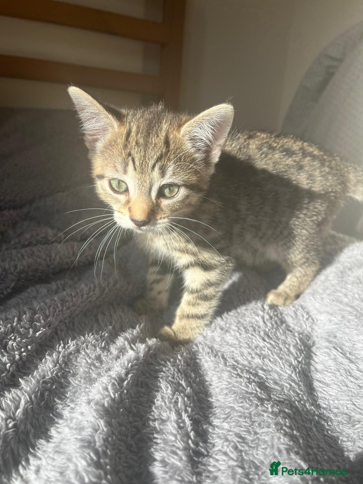Domestic Shorthair cats for sale: 3 male cats and 1 female  - Advert 3