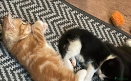 Mixed Breed cats for sale: Cute Adorable Kittens for Sale - Image 14