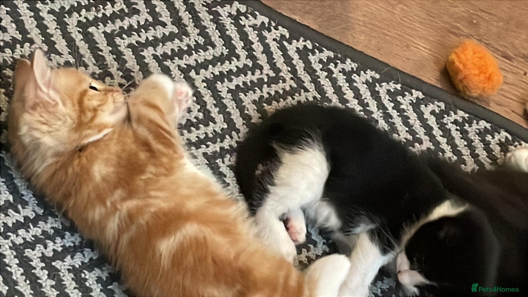 Mixed Breed cats for sale: Cute Adorable Kittens for Sale - Image 14