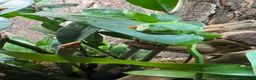 Frog reptiles for sale: RETF in an Exo Terra 60x60x45 Bioactive Terrarium in Tadley - Advert 10