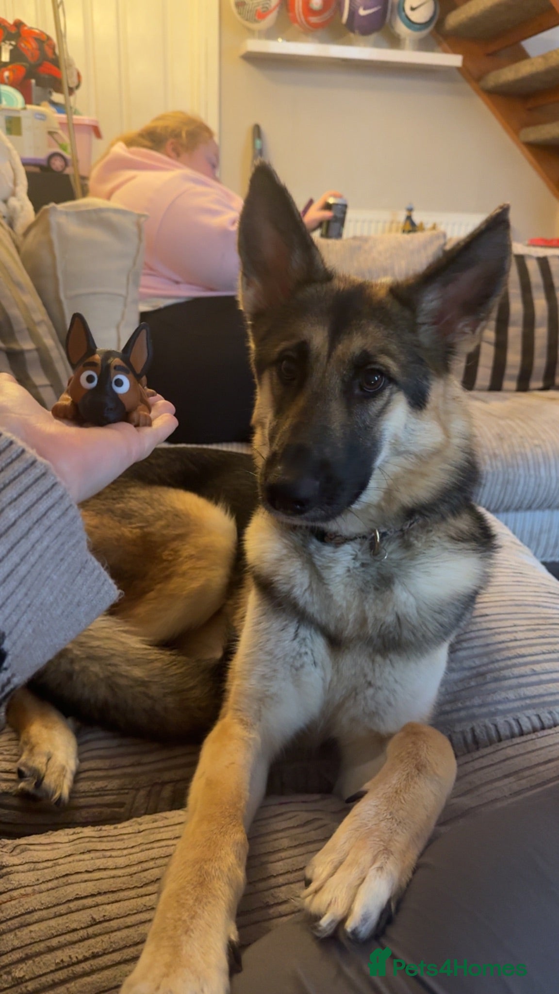 Shepsky dogs 1 year old Shepsky (German shepherd X husky)  - Advert 7