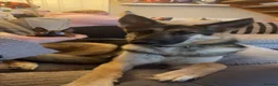 Shepsky dogs for sale: 1 year old Shepsky (German shepherd X husky)  - Advert 1