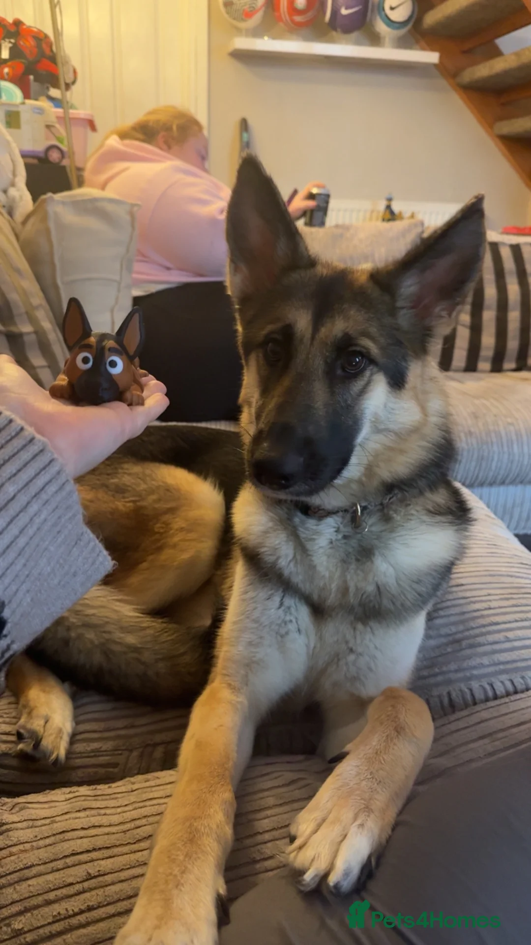 Shepsky dogs for sale: 1 year old Shepsky (German shepherd X husky)  - Advert 1