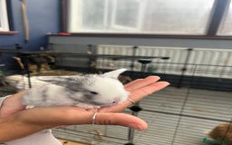 Mini Lop rabbits for sale: Mini lop babies  - Image 6