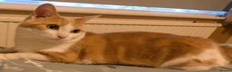 Mixed Breed cats for sale: DSH Ginger Female called Astrid - Advert 1