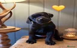 Labrador Retriever dogs for sale: LABS OUTSTANDING HEALTH STATUS- 283 DNA - Image 4