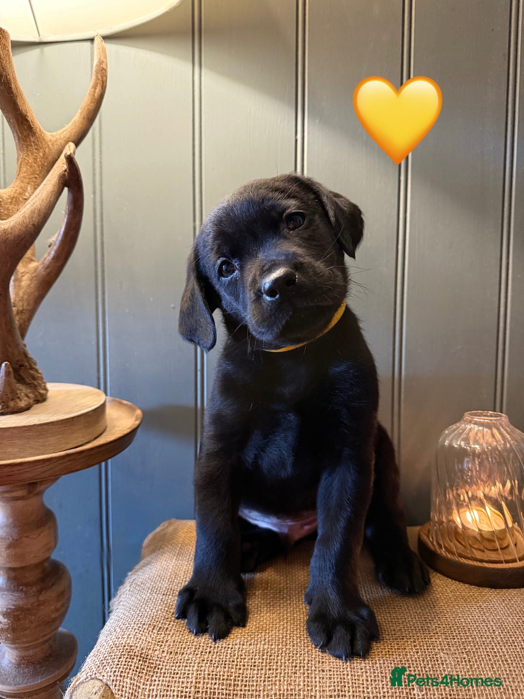 Labrador Retriever dogs for sale: LABS OUTSTANDING HEALTH STATUS- 283 DNA - Image 4