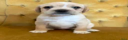 Mixed Breed dogs for sale: pugmation puppies in Chelmsford - Advert 4