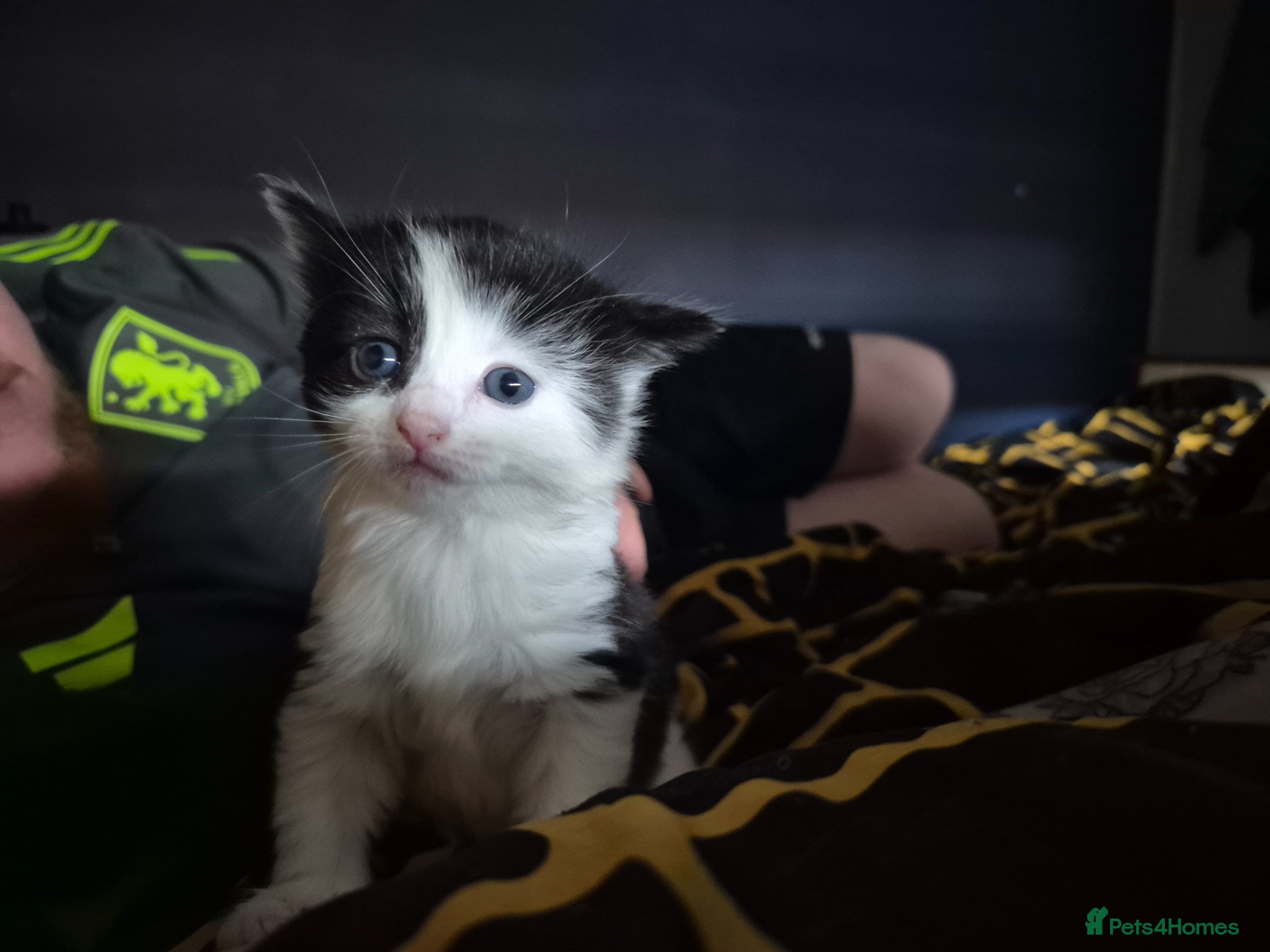 Mixed Breed cats for sale: 3 beautiful kittens - Advert 12