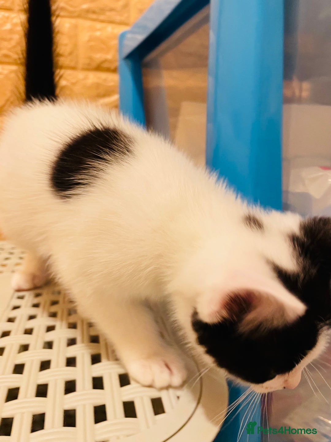 Mixed Breed cats for sale: Kitten - Image 5