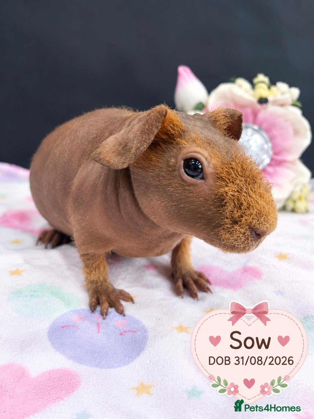 Guinea Pig rodents Purebred skinny pigs 💥 - Advert 7