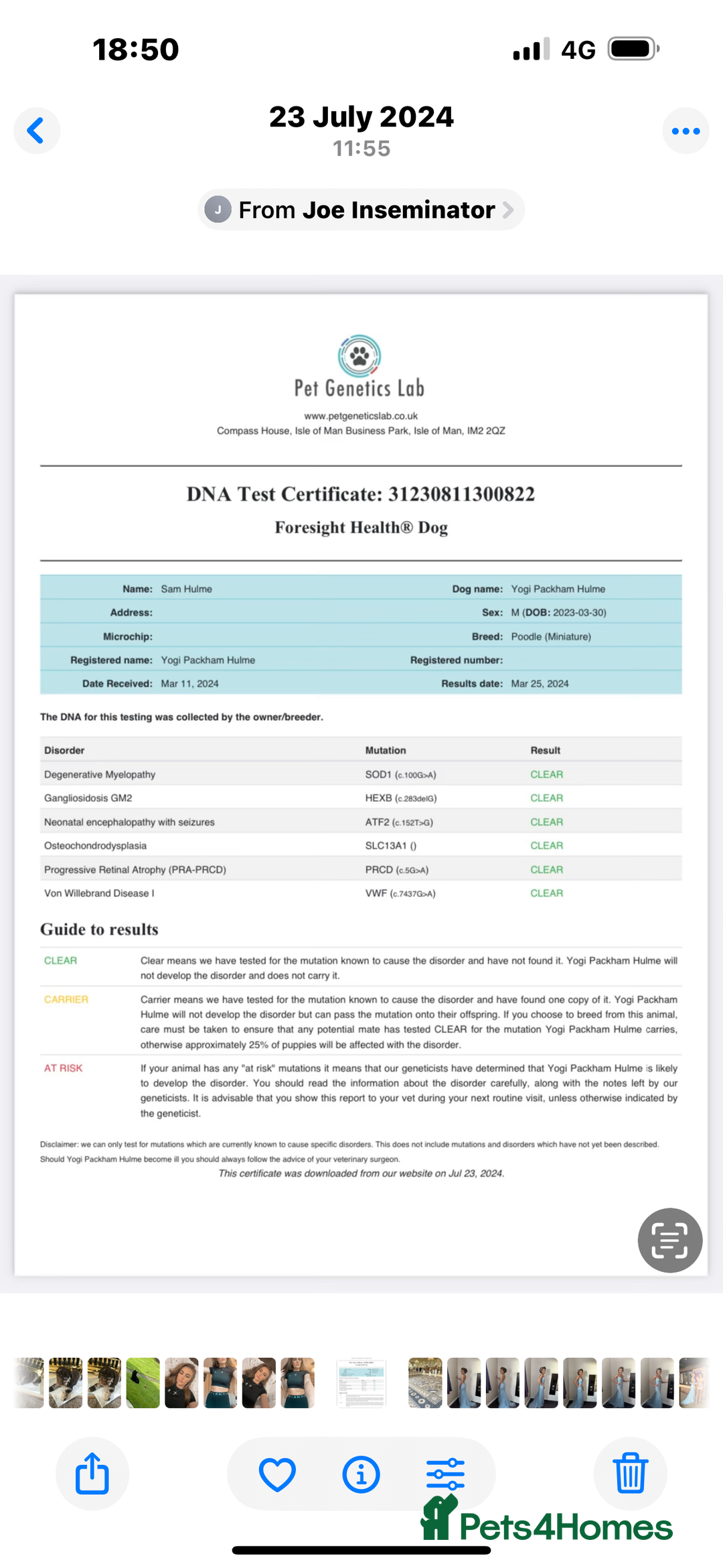 Cockapoo dogs for sale: F1 miniature Cockapoos  - Advert 6
