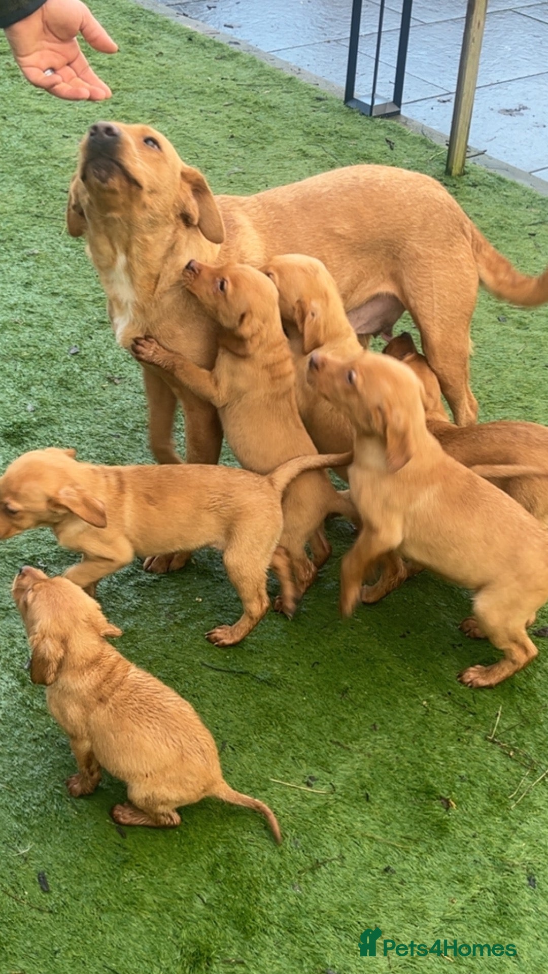 Labrador Retriever dogs 🐾 6 Red Fox Labrador Puppies 🐾 - Advert 2
