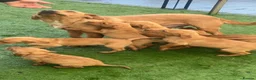 Labrador Retriever dogs for sale: 🐾 6 Red Fox Labrador Puppies 🐾 - Advert 2