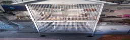 Budgerigars birds for sale: Two male budgies for sale with cage - Advert 5