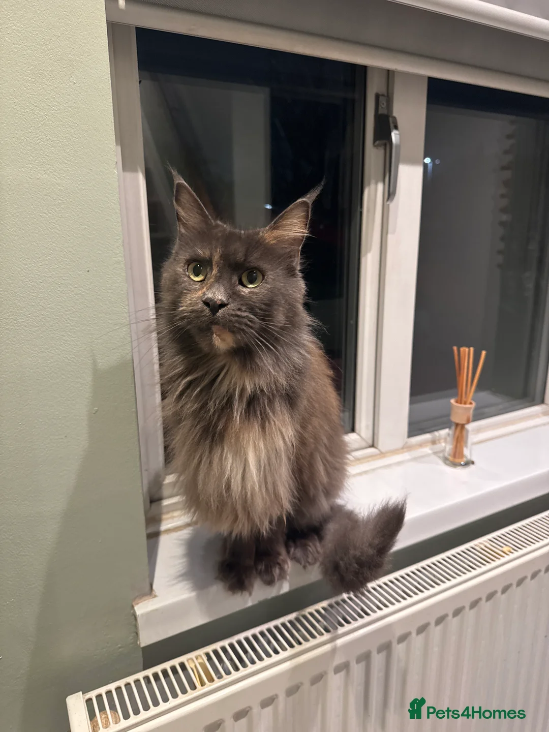 Maine Coon cats for sale: Pure maine coon cat 3 years old - Advert 3