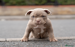 American Bully dogs for sale: AMERICAN BULLYS POCKET x MICRO  - Image 15