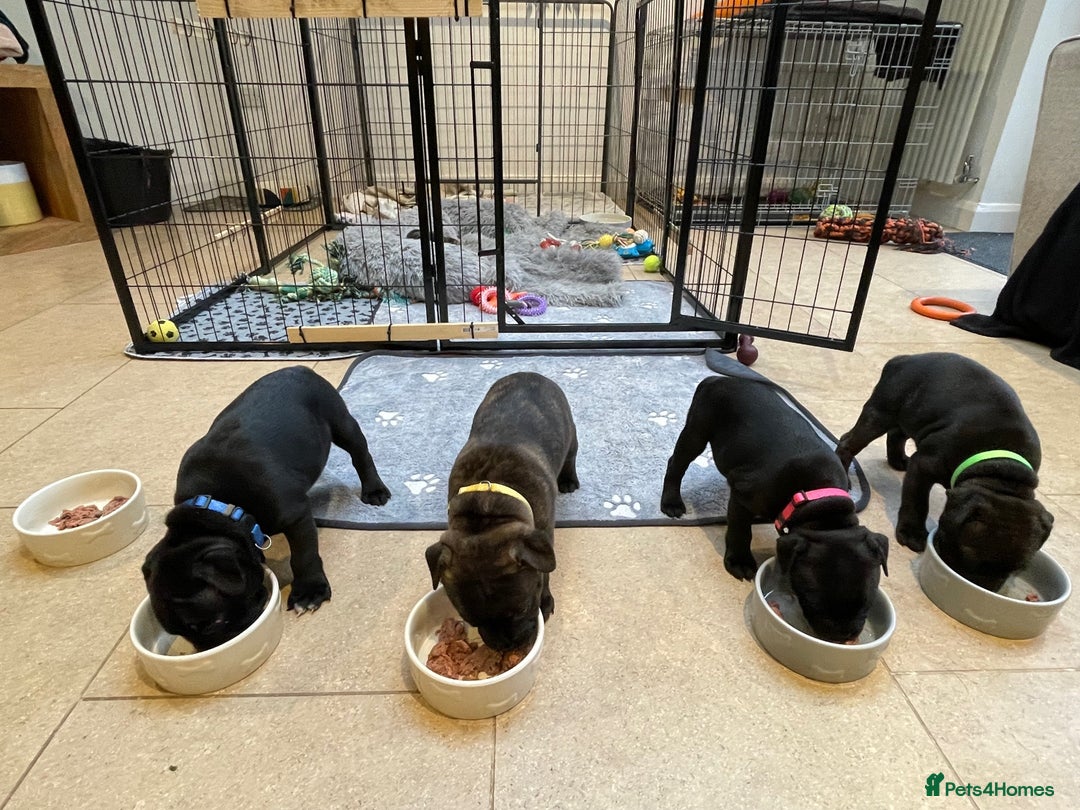 Staffordshire Bull Terrier dogs for sale: KC Reg - Only 1 Boy Available  - Advert 1
