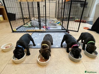 Staffordshire Bull Terrier dogs KC Reg - Only 1 Boy Available - Advert 1