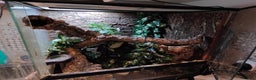 Gecko reptiles for sale: Female Pine Island Chahoua Mossy Gecko & setup - Advert 3
