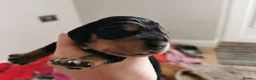 Cocker Spaniel dogs for sale: Show Cocker Spaniel Puppies for sale  in Lincoln - Advert 4