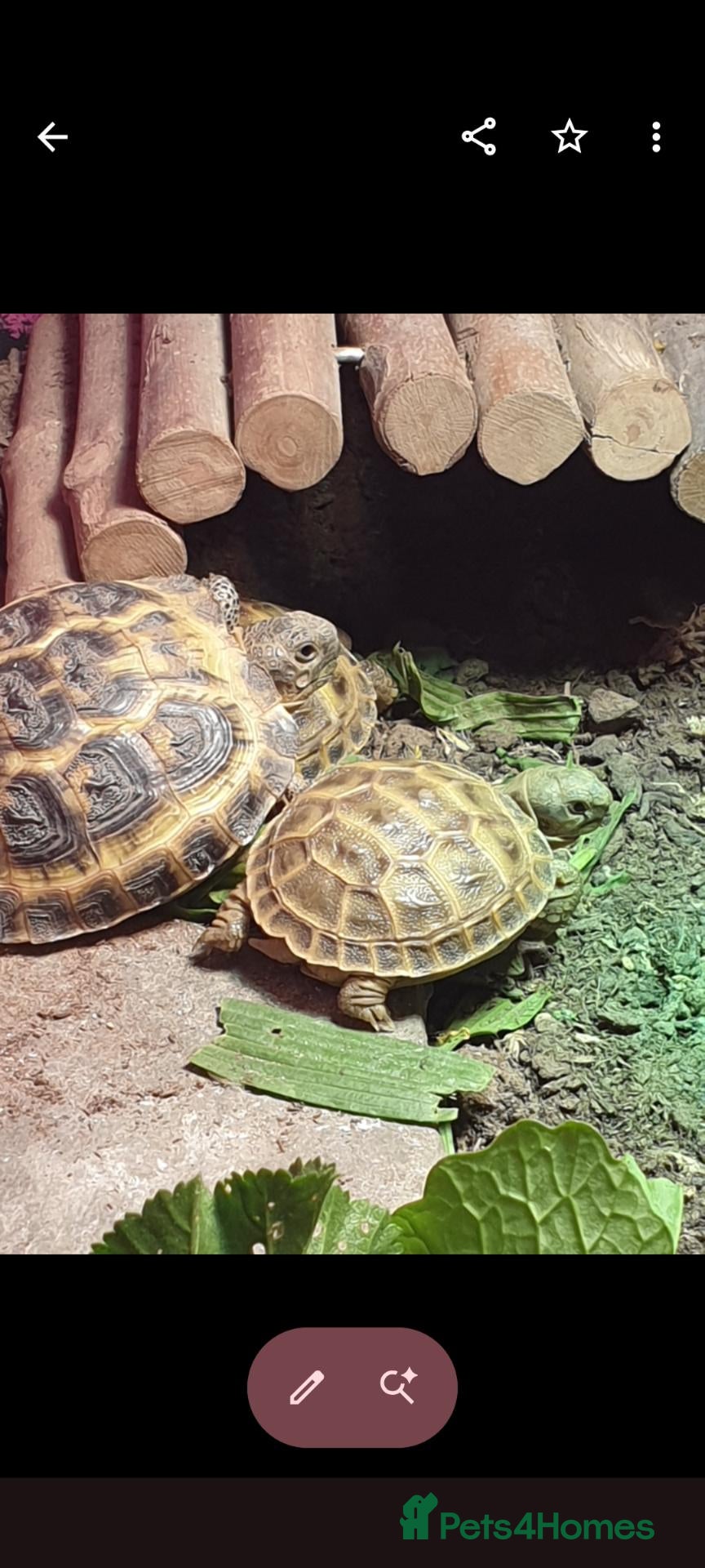 Tortoise reptiles Baby horsfield tortoises + setups  - Advert 1