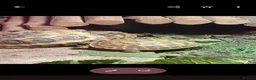 Tortoise reptiles for sale: Baby horsfield tortoises + setups  - Advert 1
