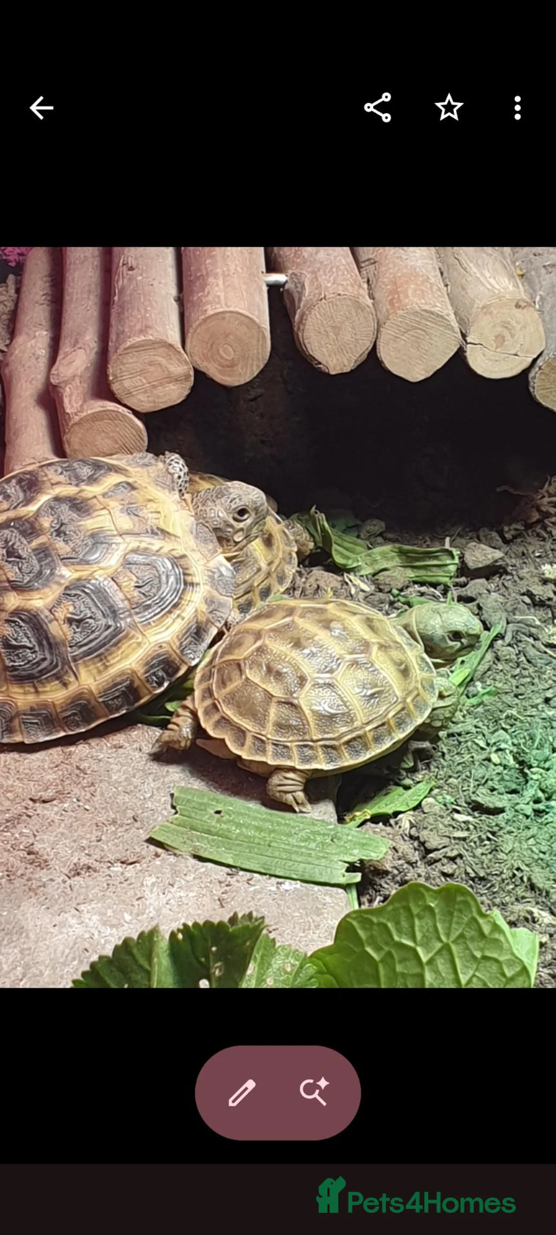 Tortoise reptiles for sale: Baby horsfield tortoises + setups  - Advert 1