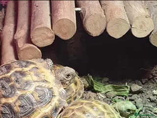Tortoise reptiles Baby horsfield tortoises + setups - Advert 1