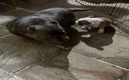 American Bully dogs for sale: American Bully pocket  - Image 6