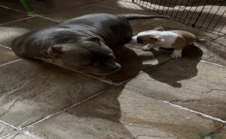 American Bully dogs - Advert 1