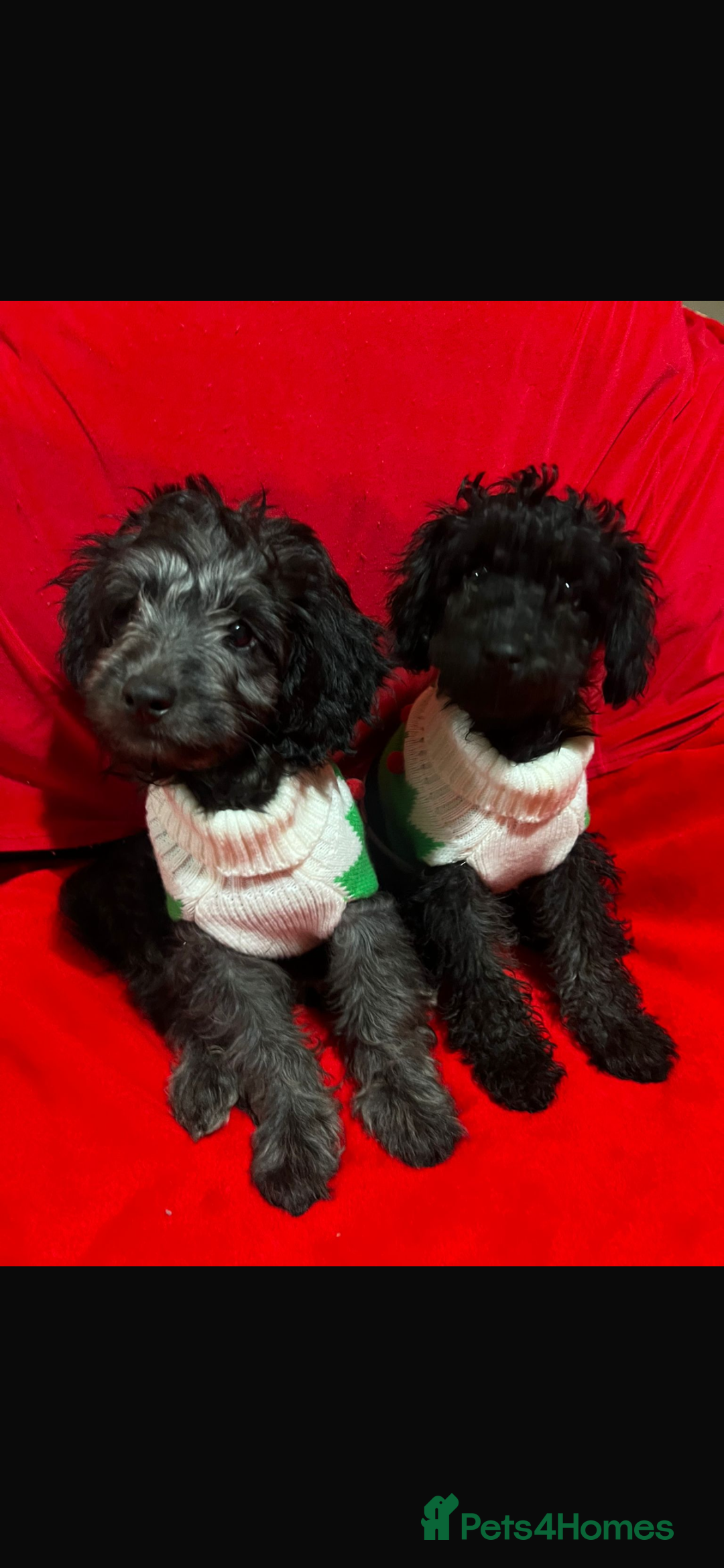 Labradoodle dogs for sale: Miniature poodle/Labradoodle mix puppy’s  - Advert 2