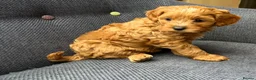 Cavapoo dogs for sale: Adorable Cavapoo Puppies Arrived :-) - Advert 15