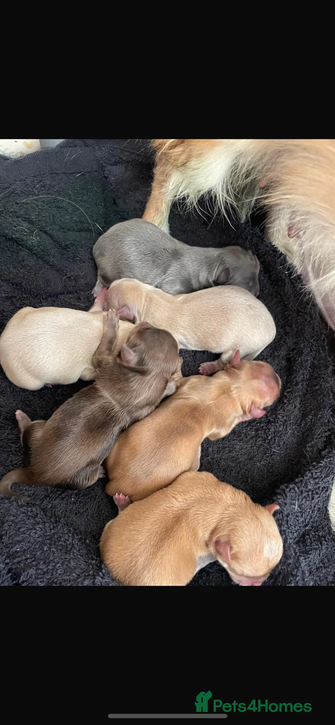 Chihuahua dogs for stud: Tiny and highly successful beautiful boy  - Advert 2