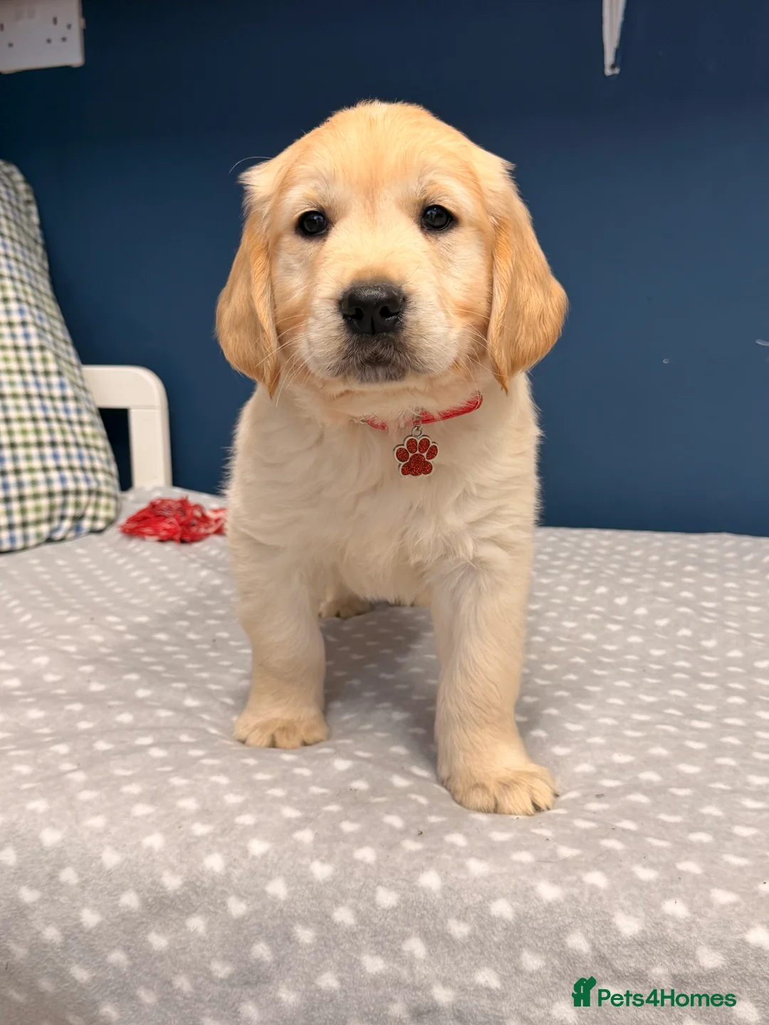 Golden Retriever dogs for sale: 🐶Fluffy bears looking for forever home💕💕 ! - Advert 29